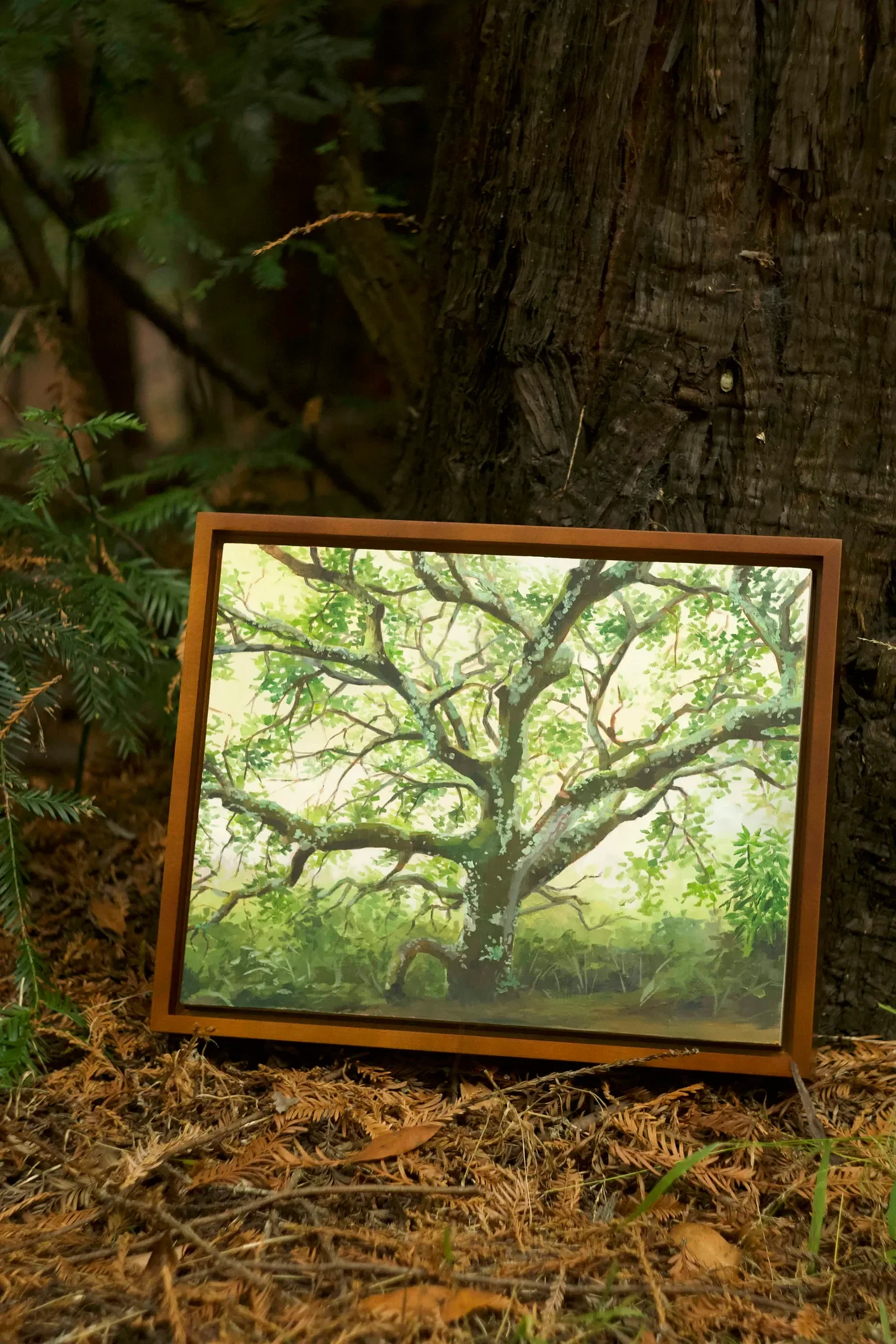 a recently finished oil painting, Lichen Live Oak in its natural habitat among the Coast Redwoods of Oakland, CA