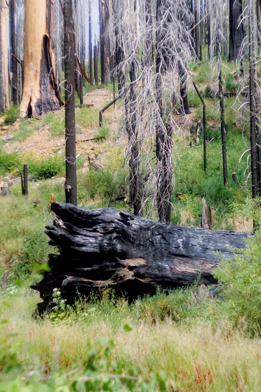 26 Sequoia-125 Large.jpeg
