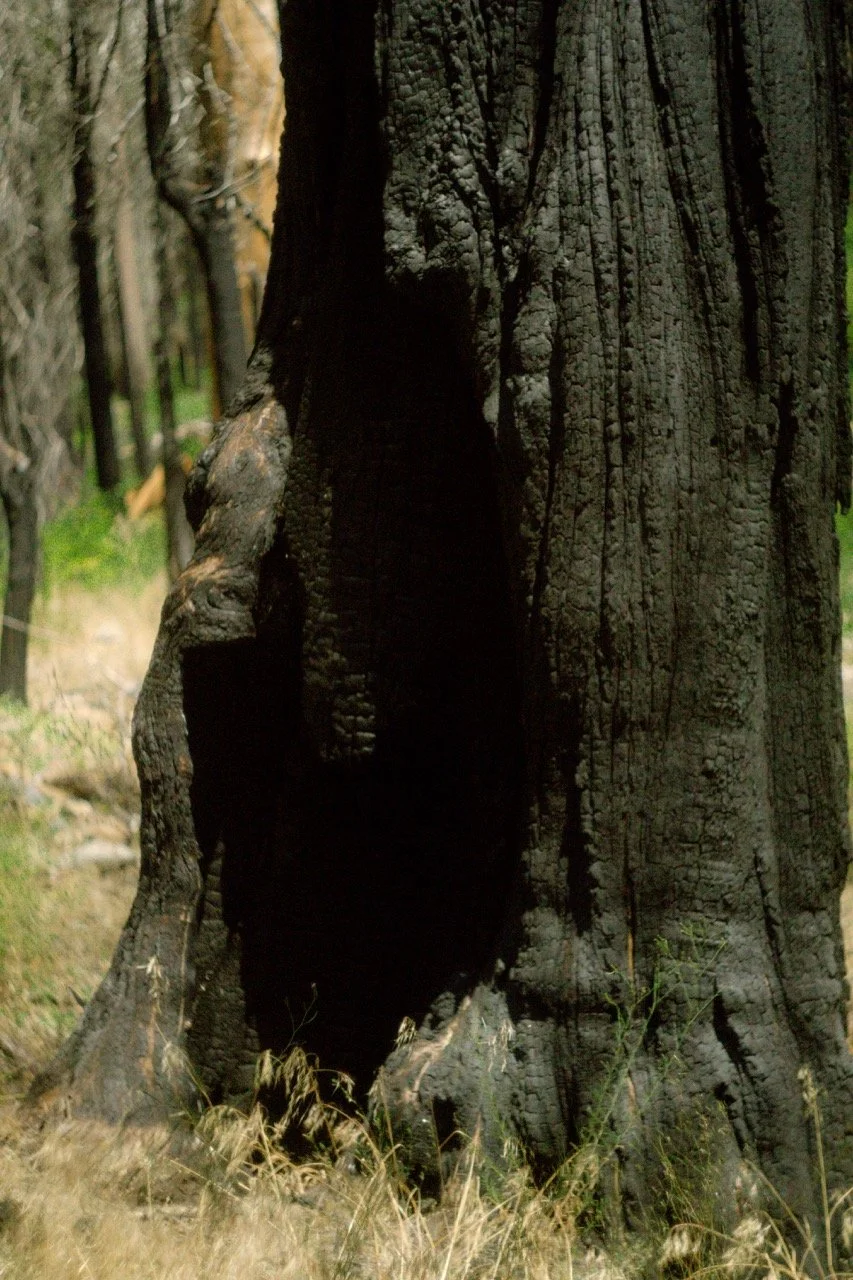 26 Sequoia-119 Large.jpeg