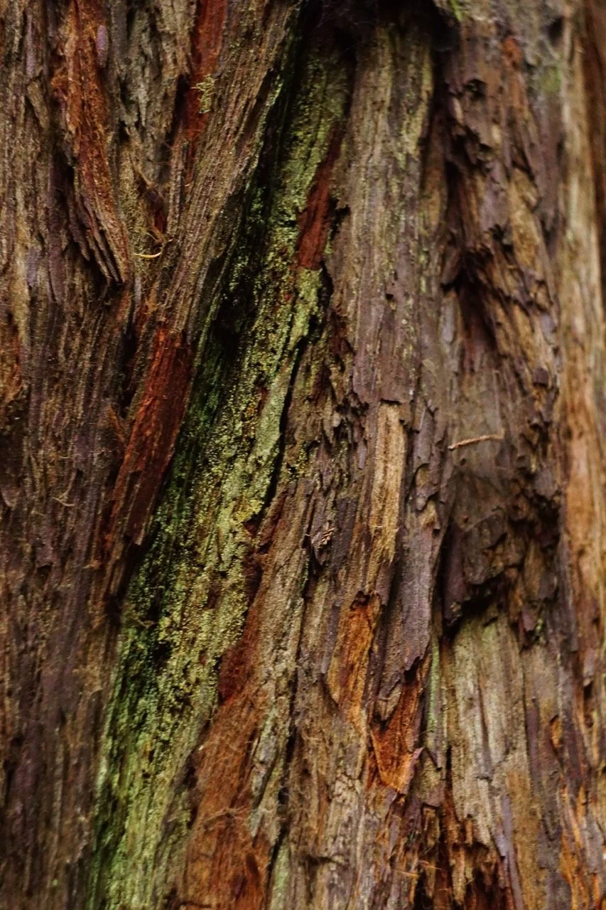 DSC07009 Large.jpeg