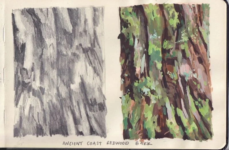 a pencil drawing and gouache painting of mossy and lichen covered coast redwood bark spotted in the ancient forests of Del Norte County, California.