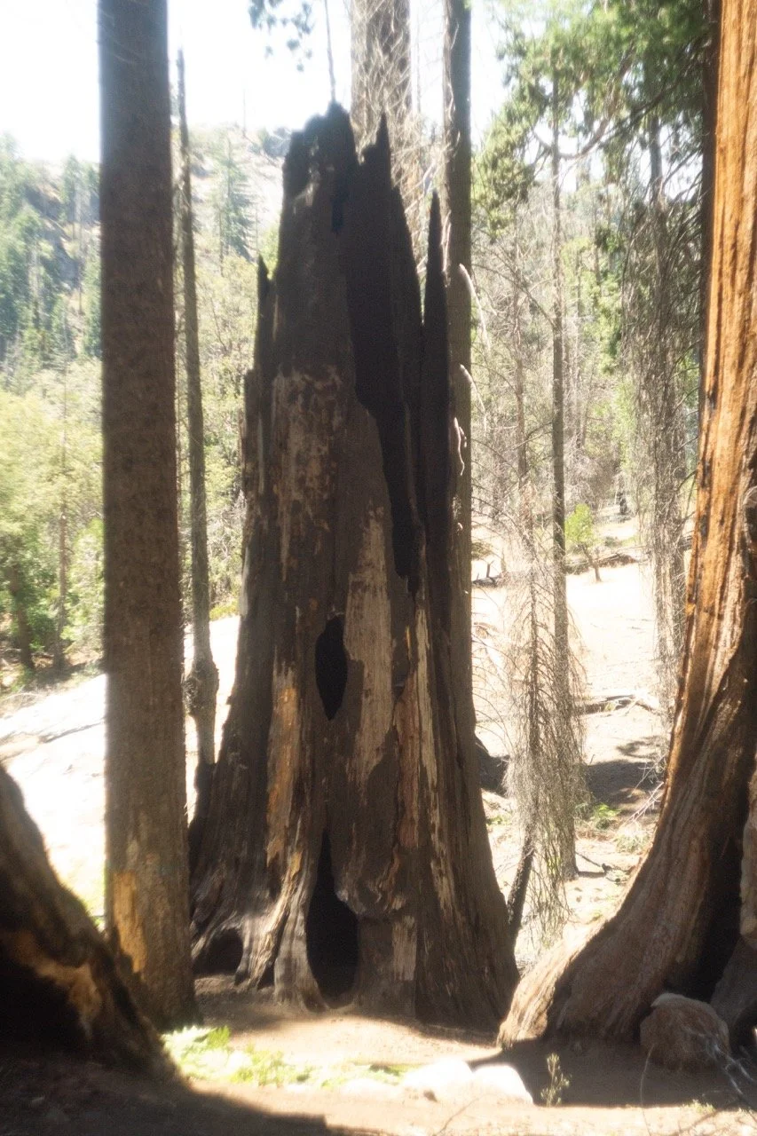 26 Sequoia-188 Large.jpeg