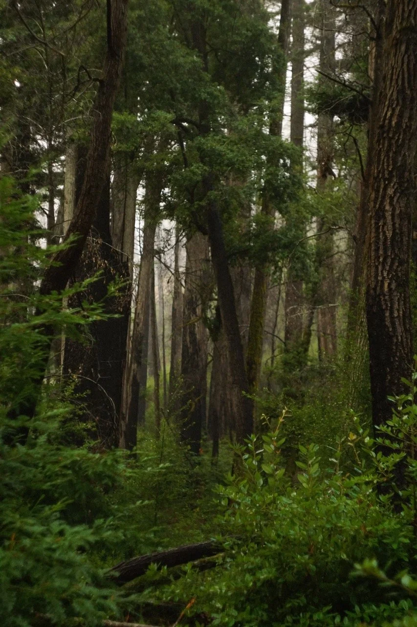 big_basin_edited-67 Large.jpeg