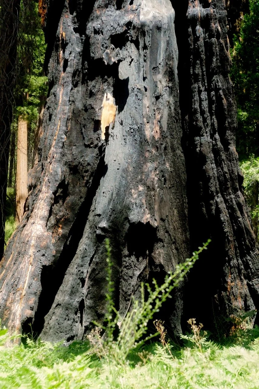 26 Sequoia-210 Large.jpeg
