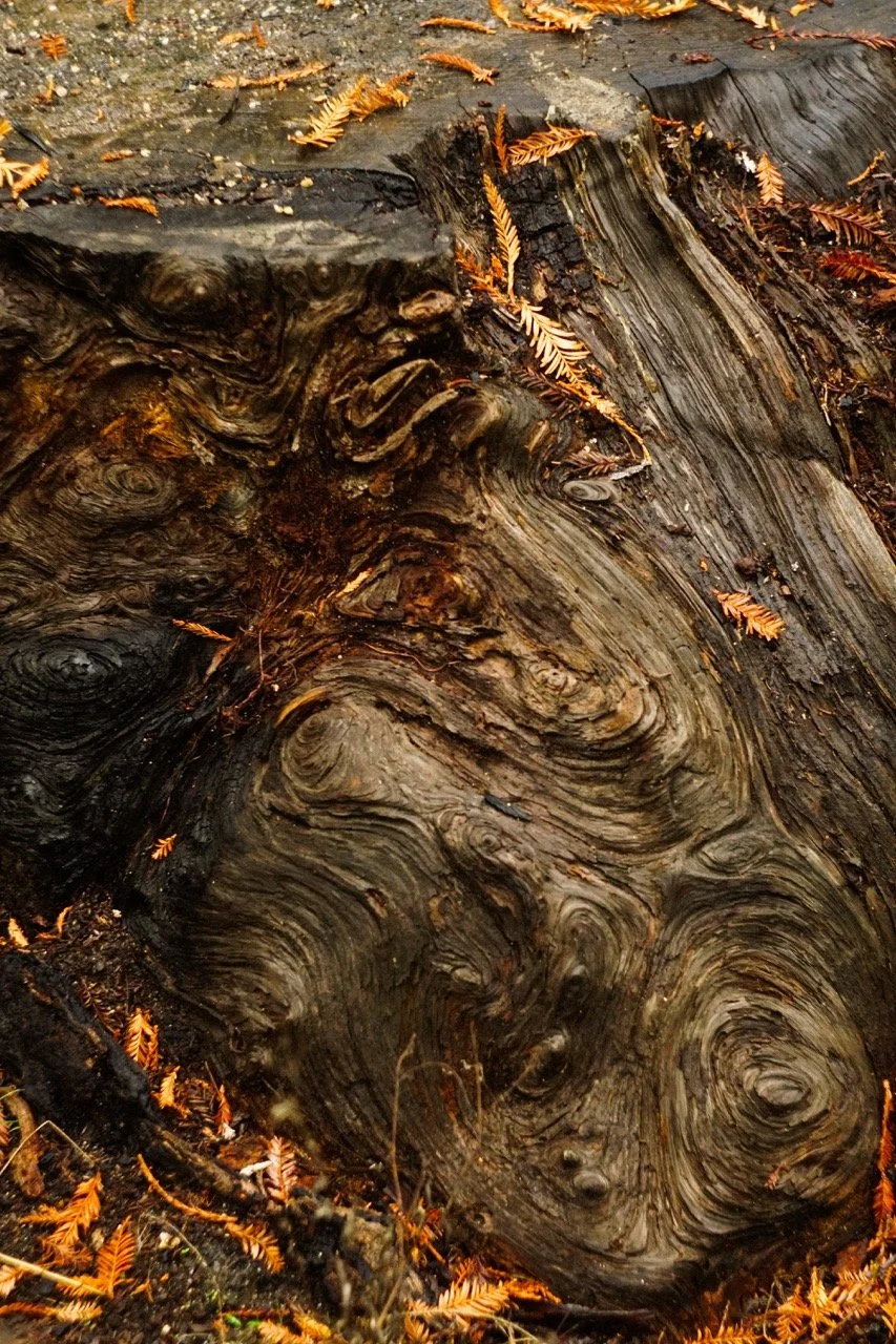 big_basin_edited-59 Large.jpeg