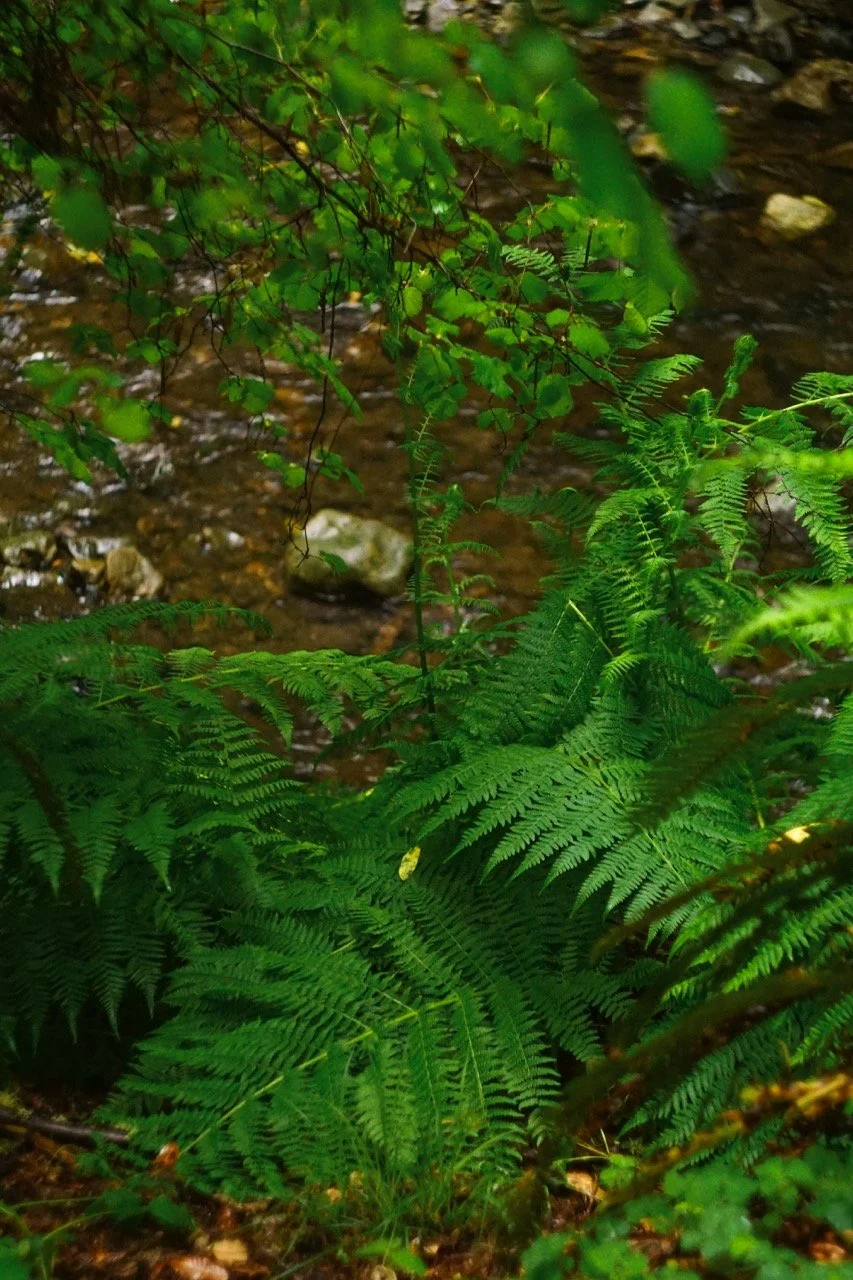 DSC07038 Large.jpeg