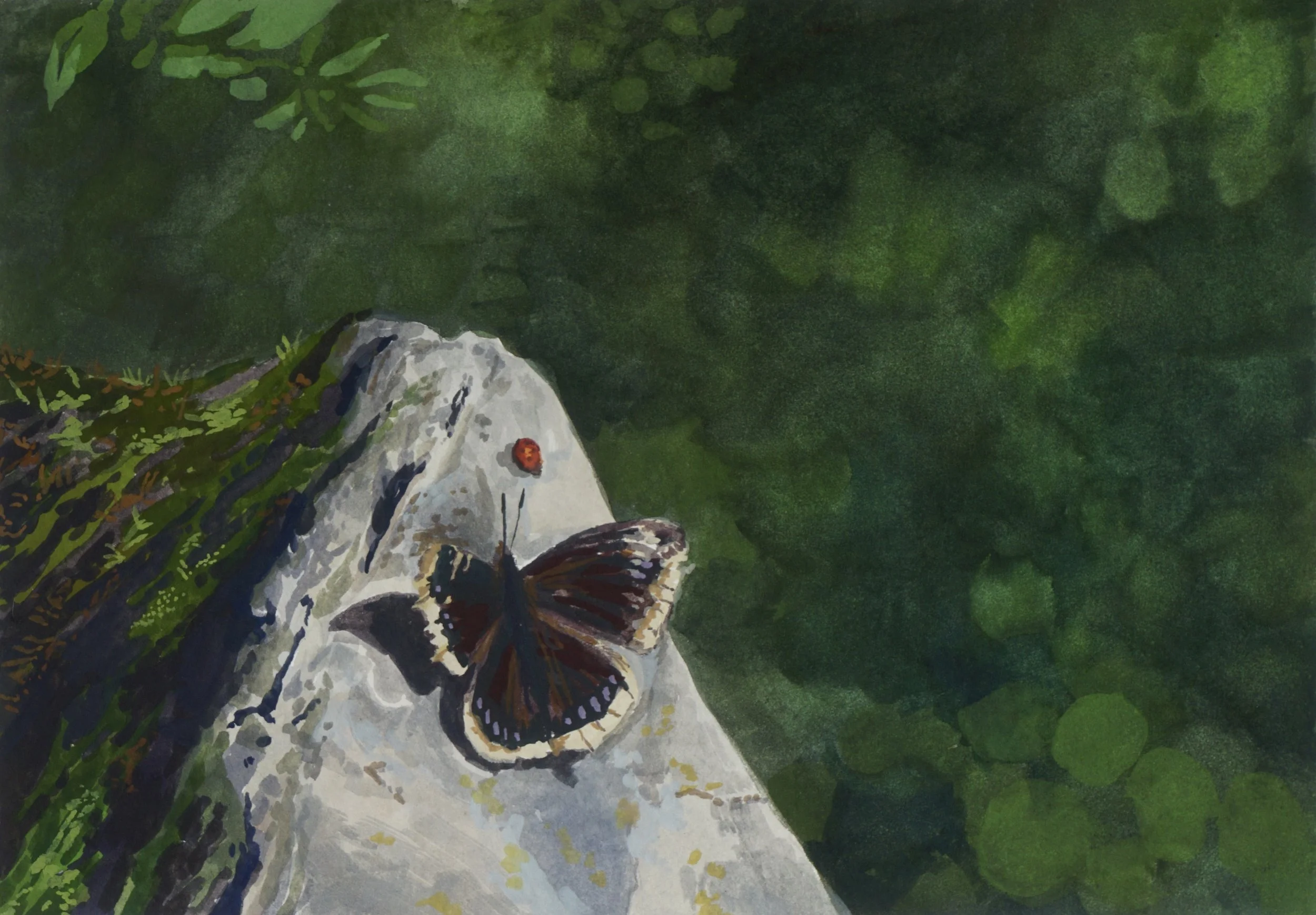 Mourning Cloak on Mt.Diablo - Art Print