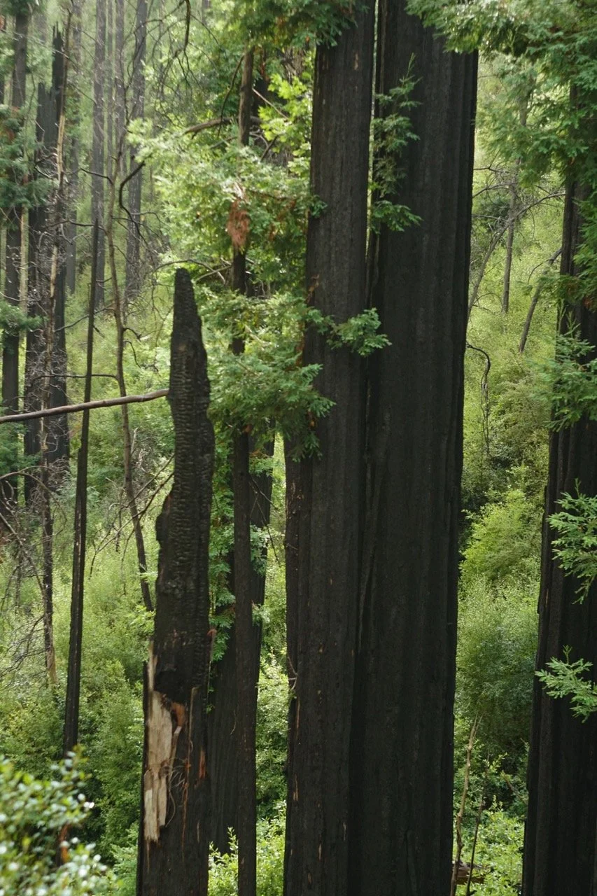 big_basin_edited-15 Large.jpeg