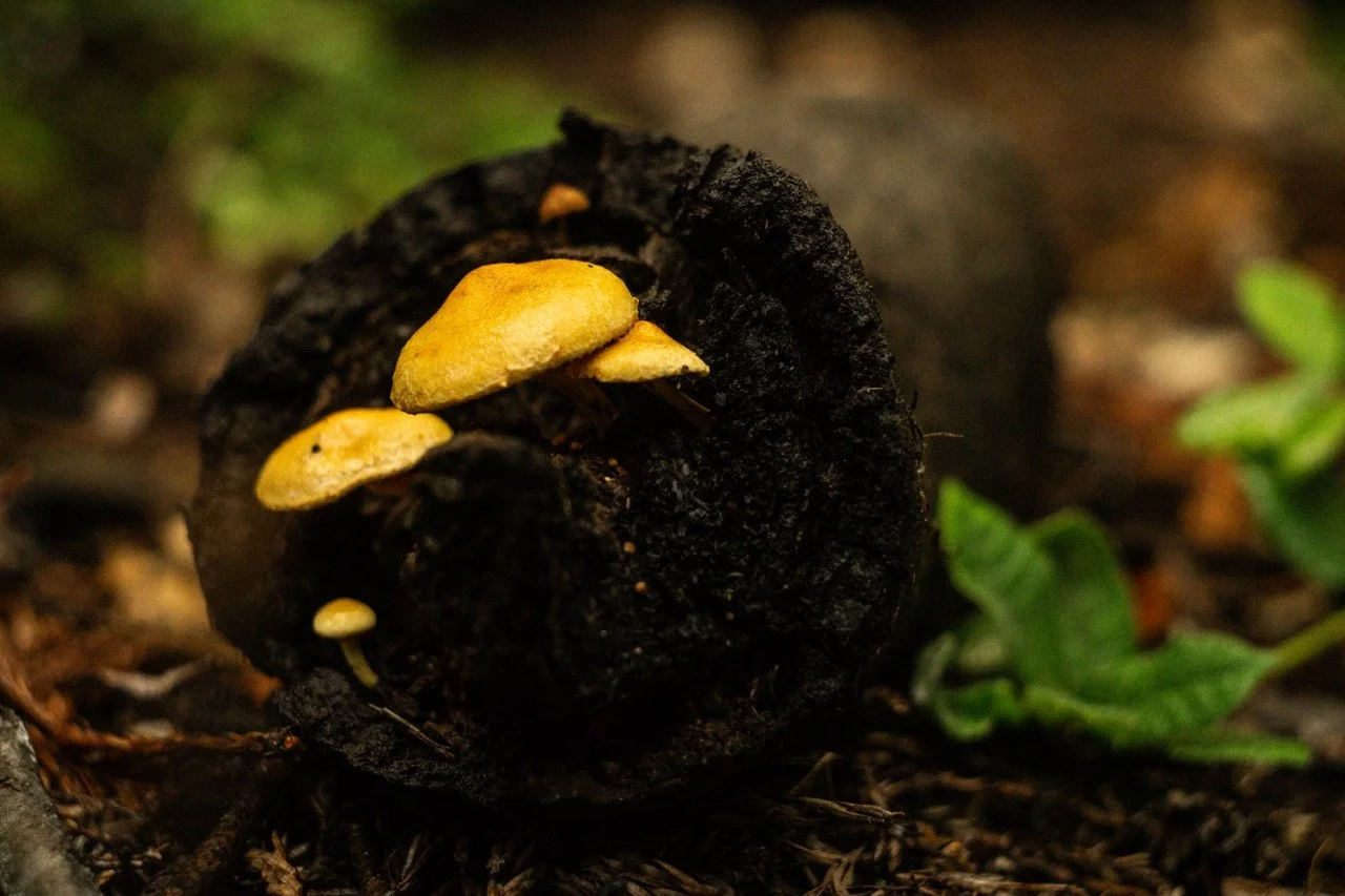 big_basin_edited-44 Large.jpeg