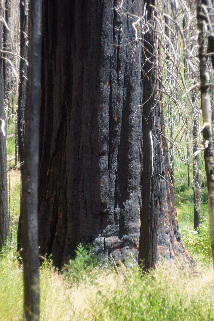 26 Sequoia-107 Large.jpeg