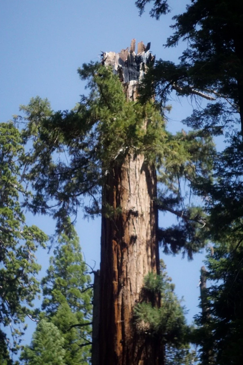 26 Sequoia-094 Large.jpeg