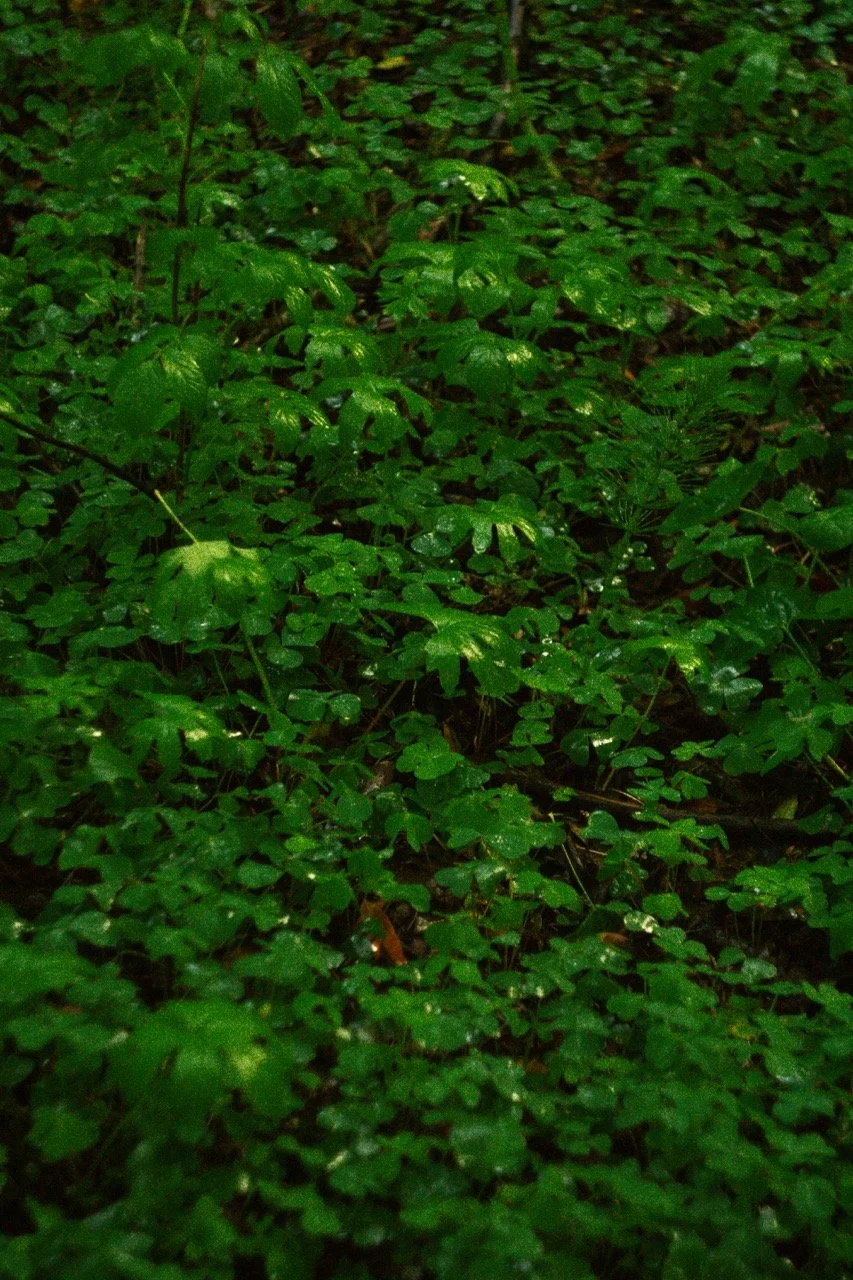DSC06910 Large.jpeg
