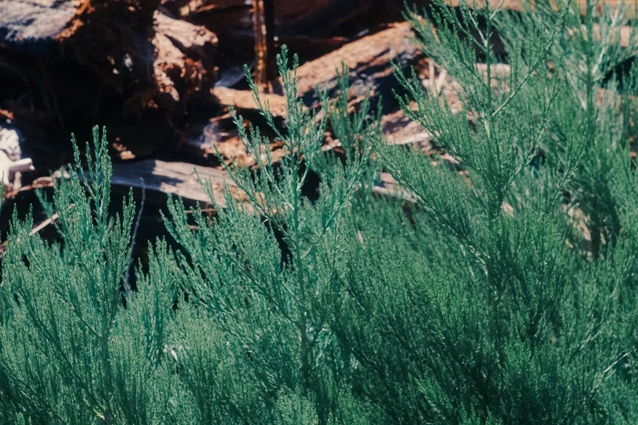 26 Sequoia-148 Large.jpeg