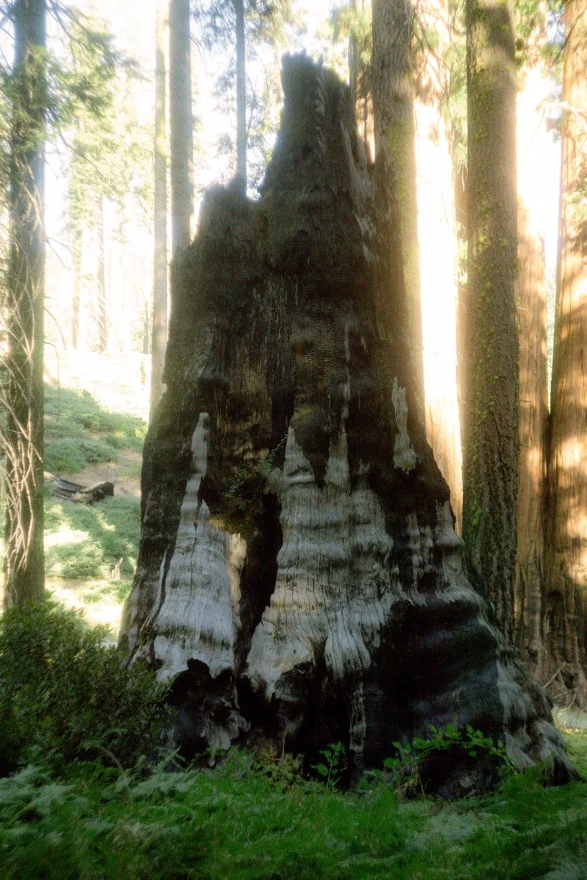26 Sequoia-222 Large.jpeg