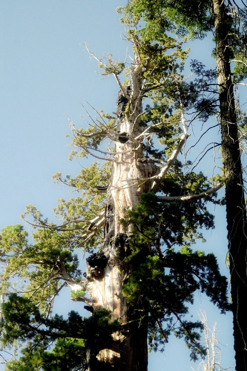 26 Sequoia-229 Large.jpeg