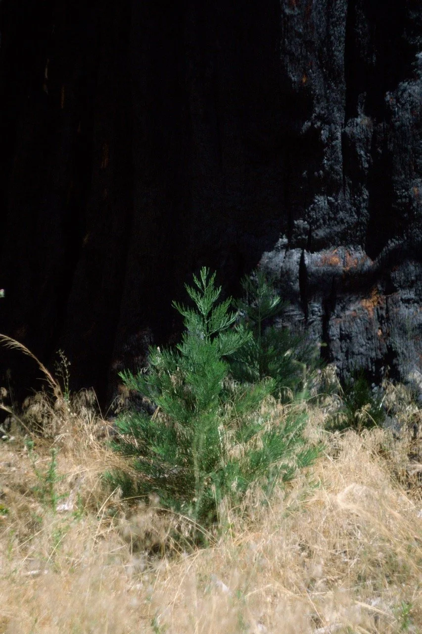 26 Sequoia-114 Large.jpeg