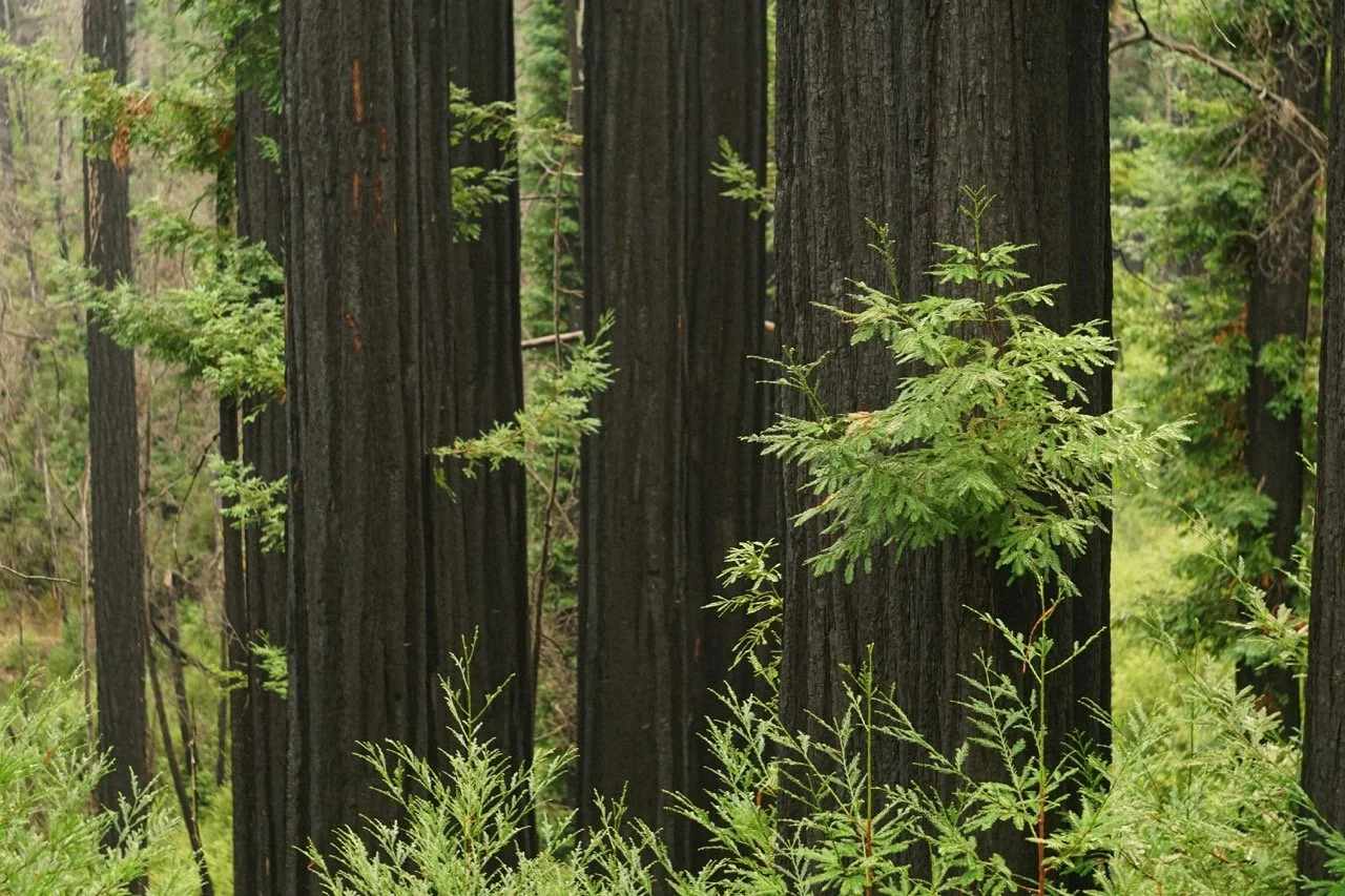 big_basin_edited-19 Large.jpeg