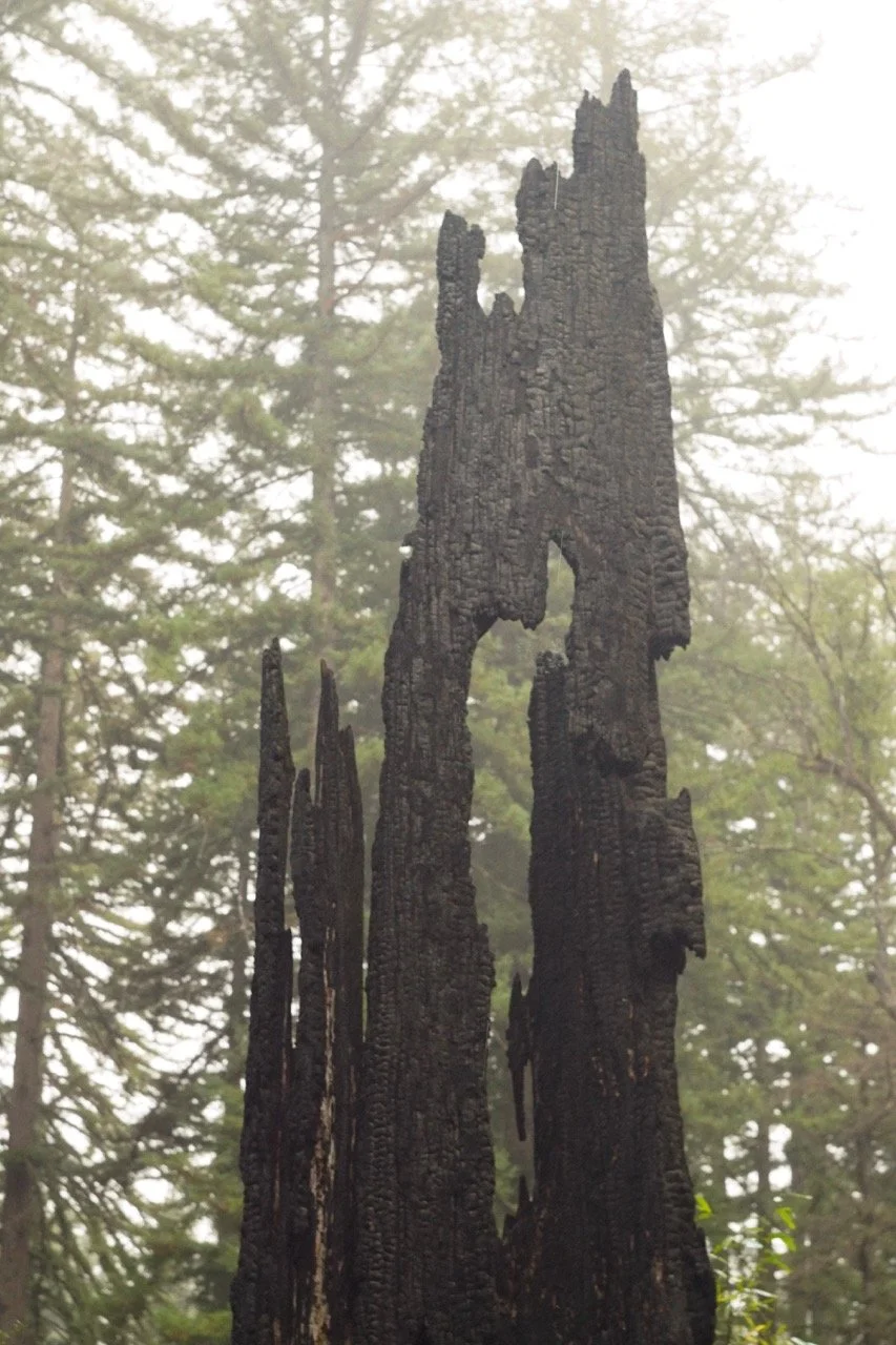 big_basin_edited-57 Large.jpeg