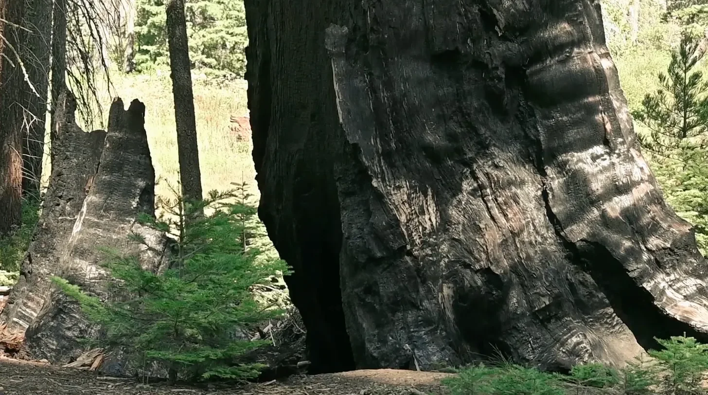 a charred snag in Sequoia National Park surrounded by new growth of different species.