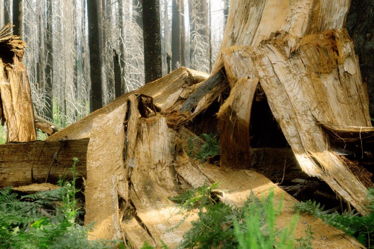26 Sequoia-161 Large.jpeg