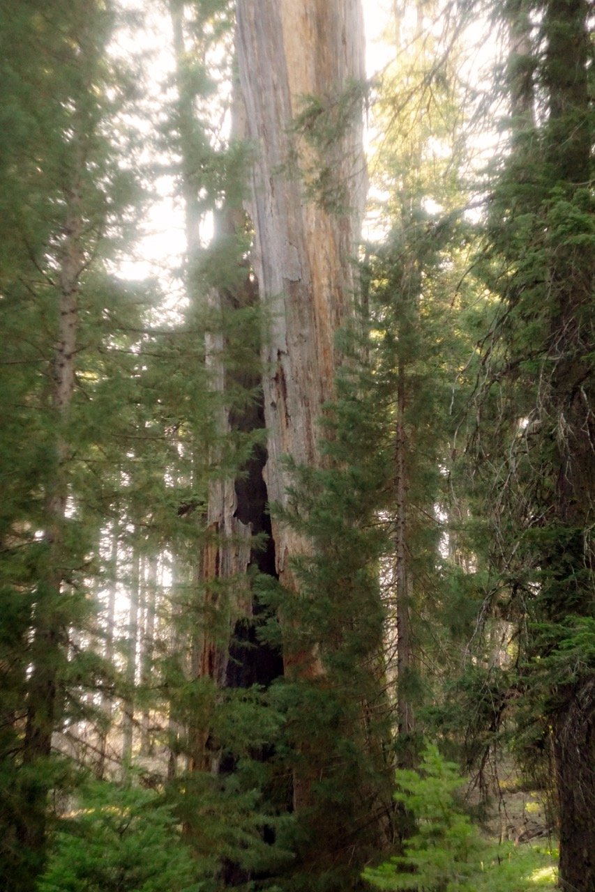26 Sequoia-240 Large.jpeg