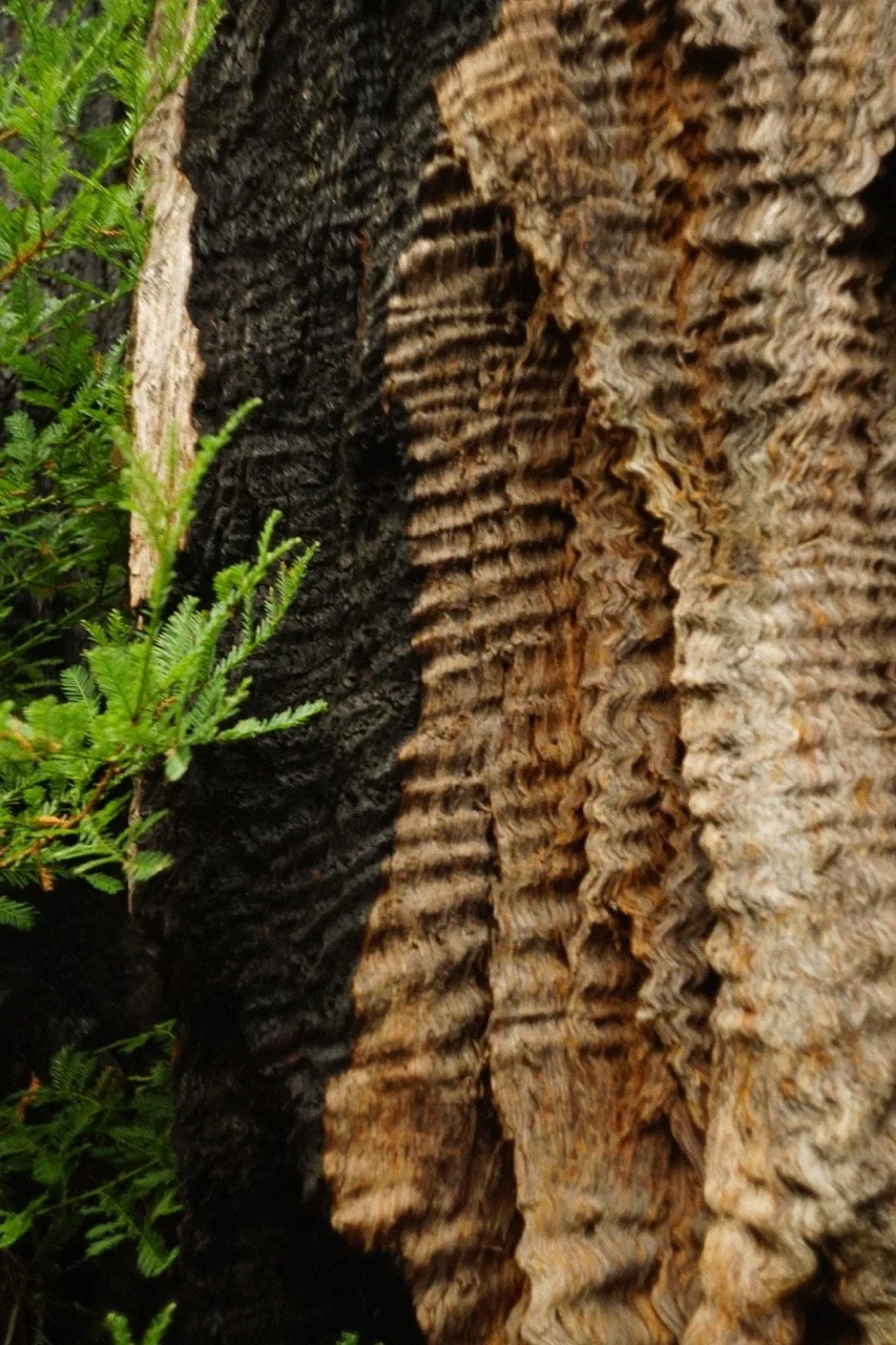 big_basin_edited-62 Large.jpeg