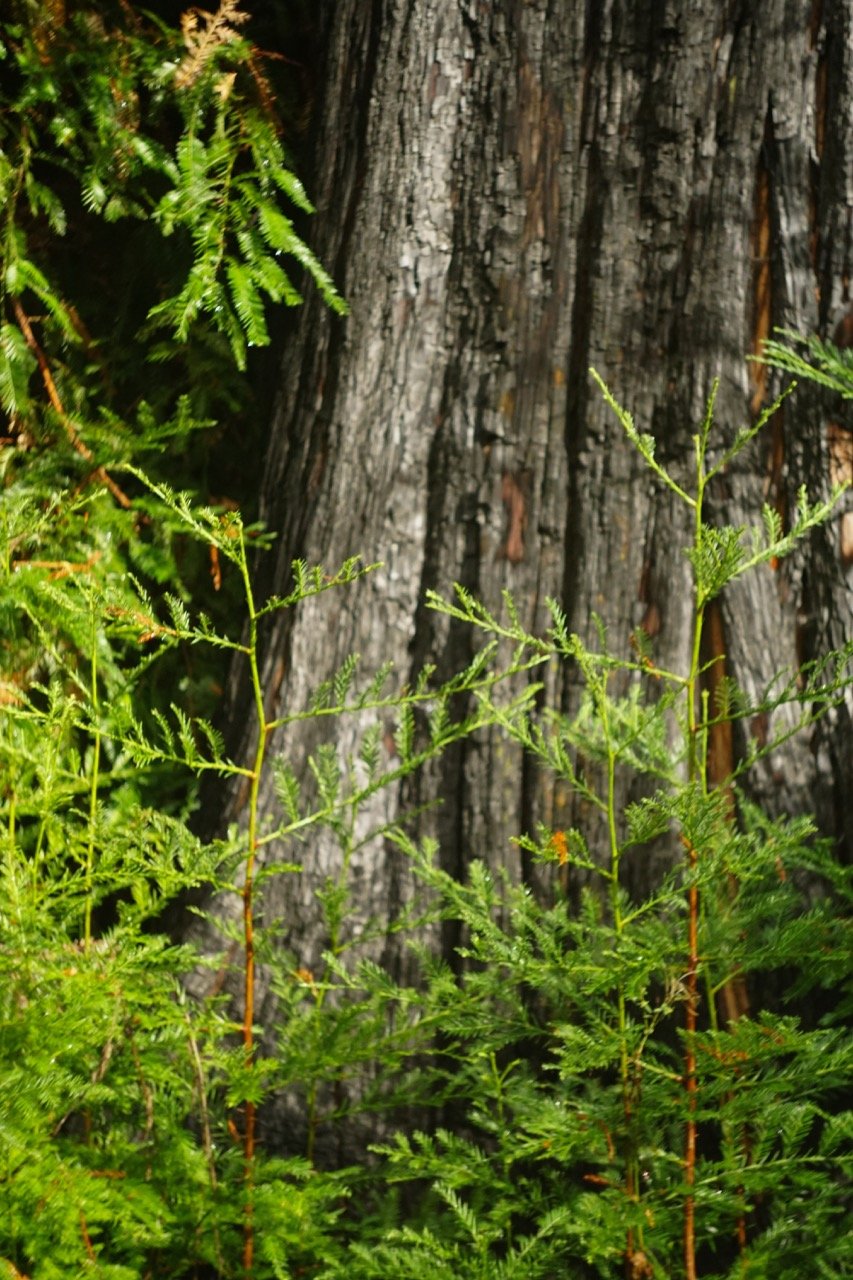 big_basin_edited-11 Large.jpeg