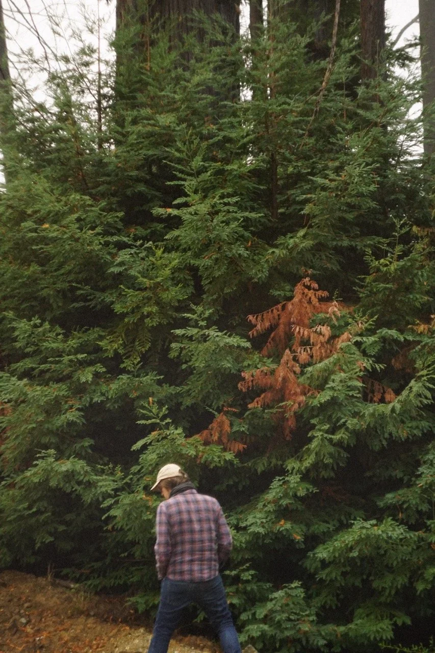 big_basin_edited-72 Large.jpeg