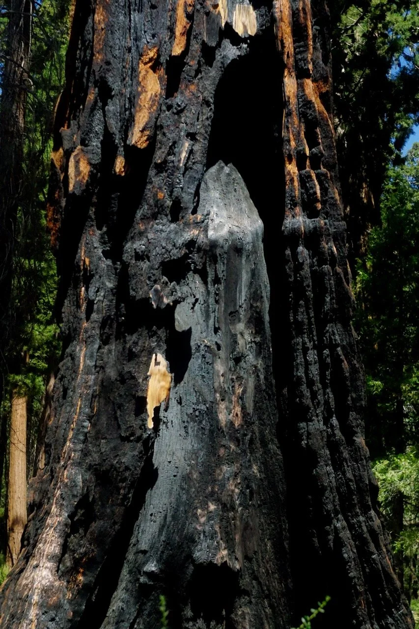 26 Sequoia-211 Large.jpeg
