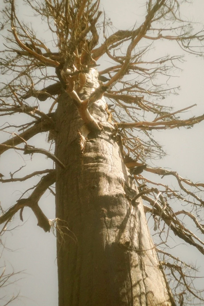 26 Sequoia-117 Large.jpeg