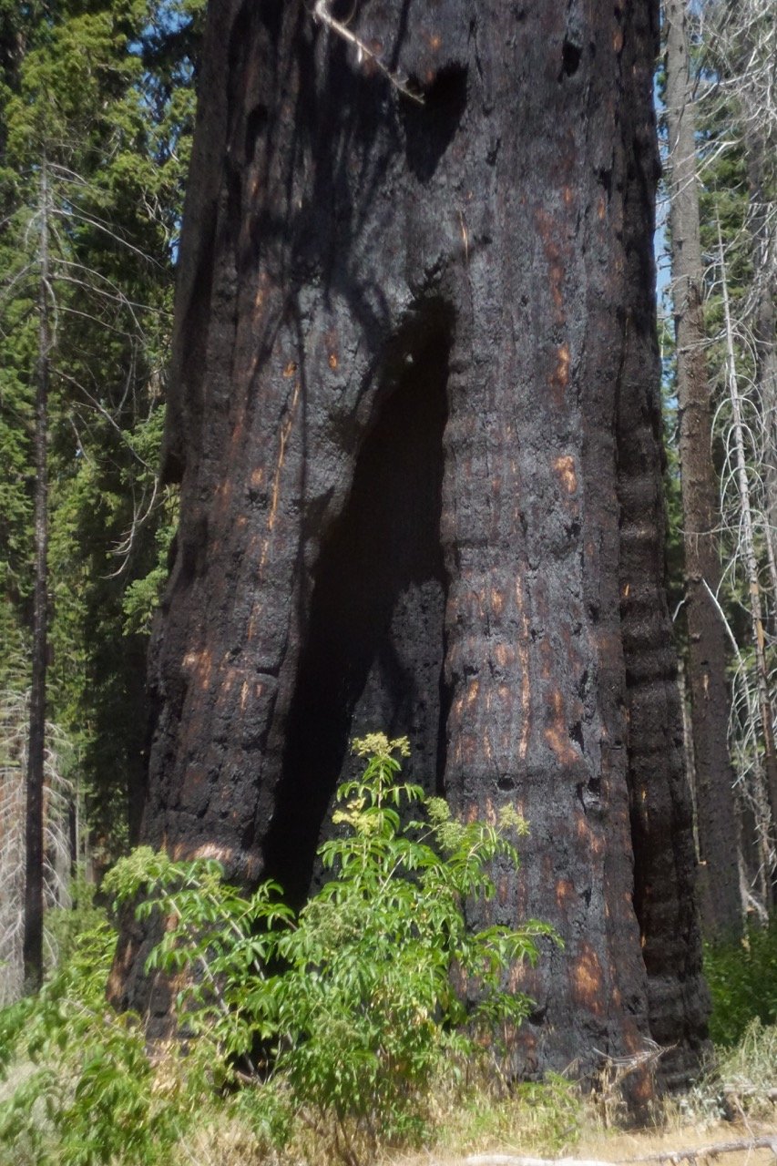 26 Sequoia-110 Large.jpeg