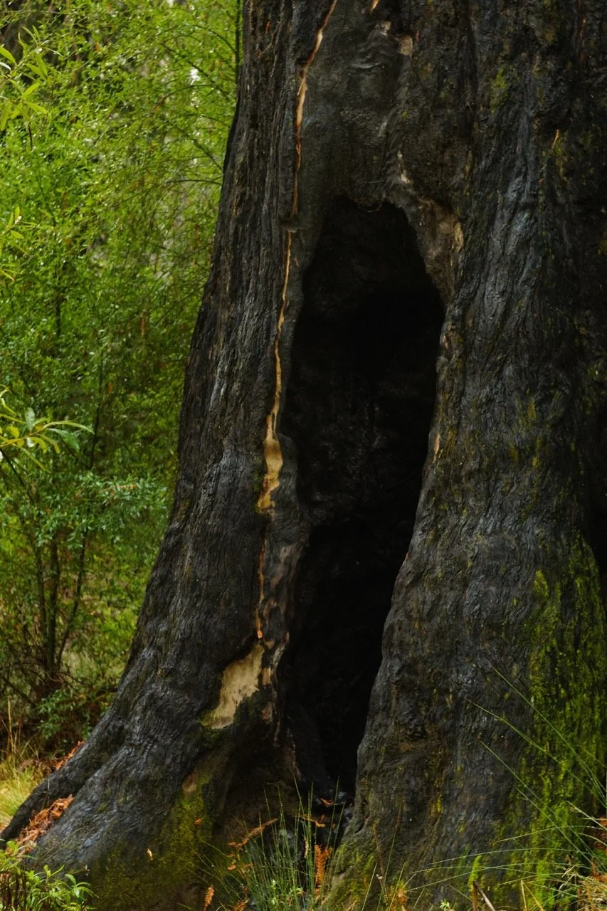 big_basin_edited-58 Large.jpeg