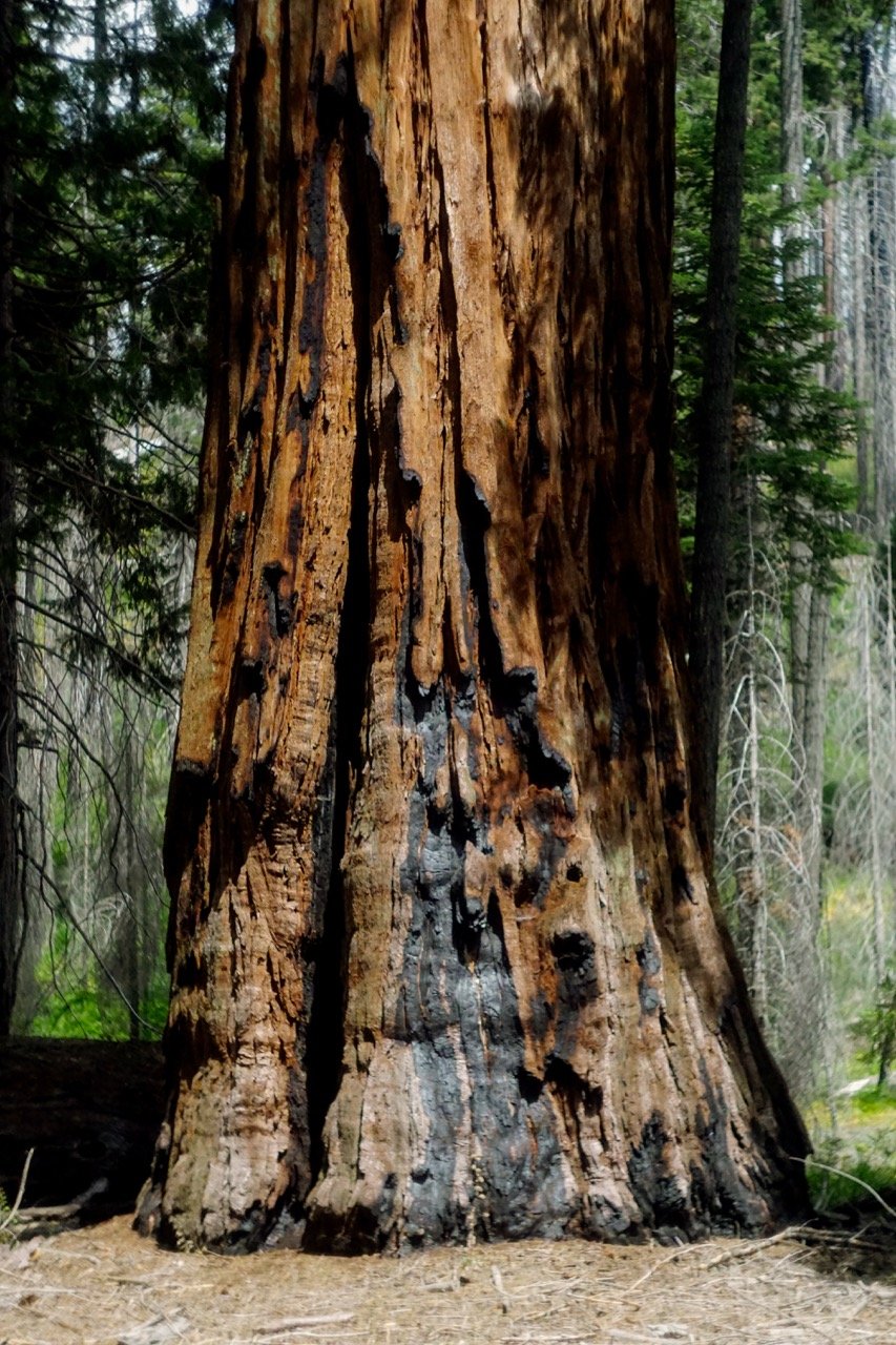 26 Sequoia-138 Large.jpeg