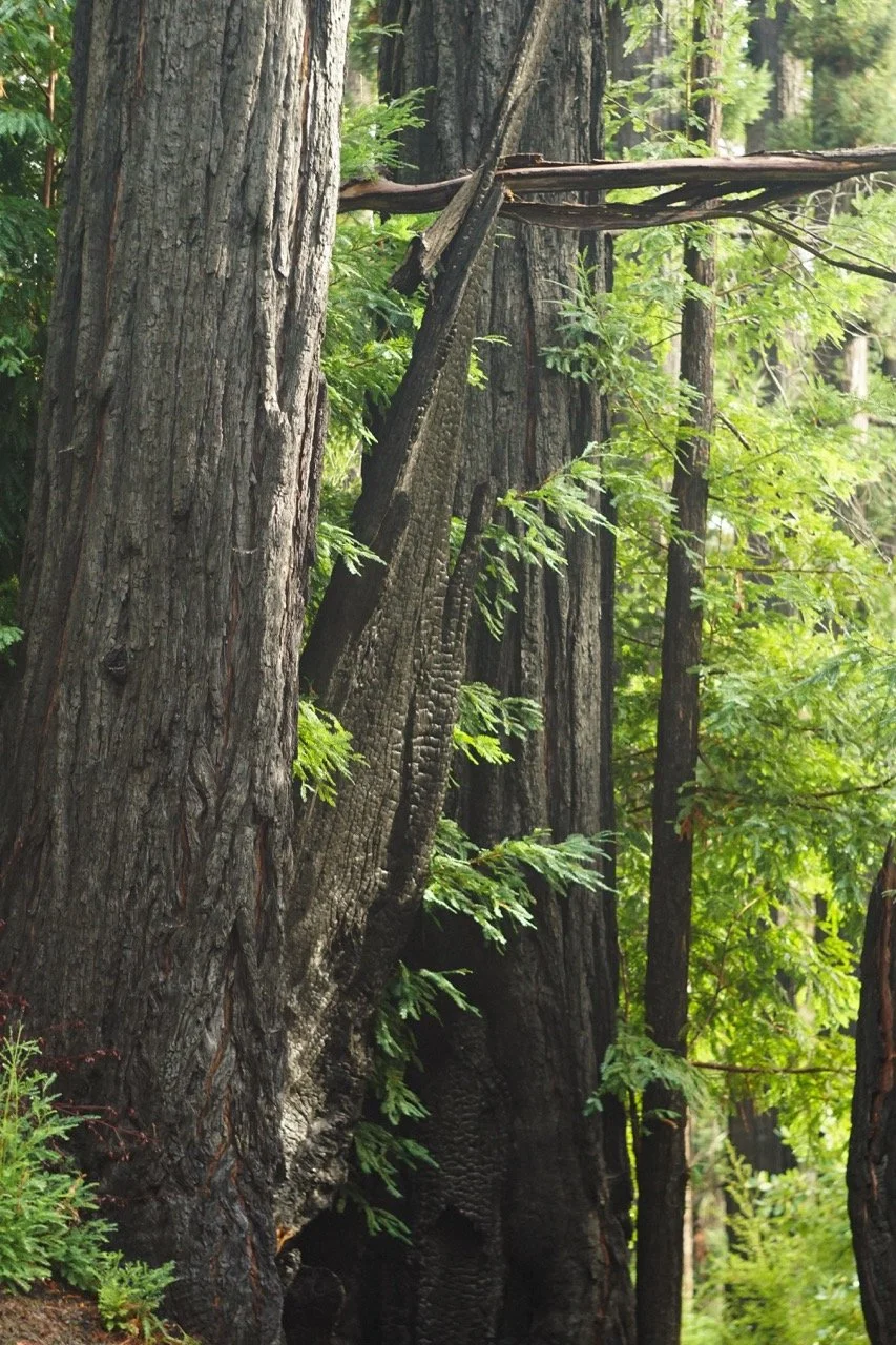 big_basin_edited-14 Large.jpeg