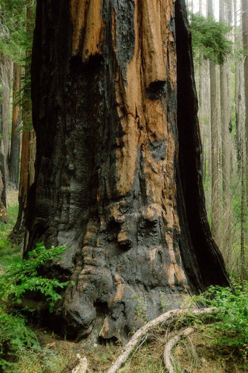 26 Sequoia-133 Large.jpeg
