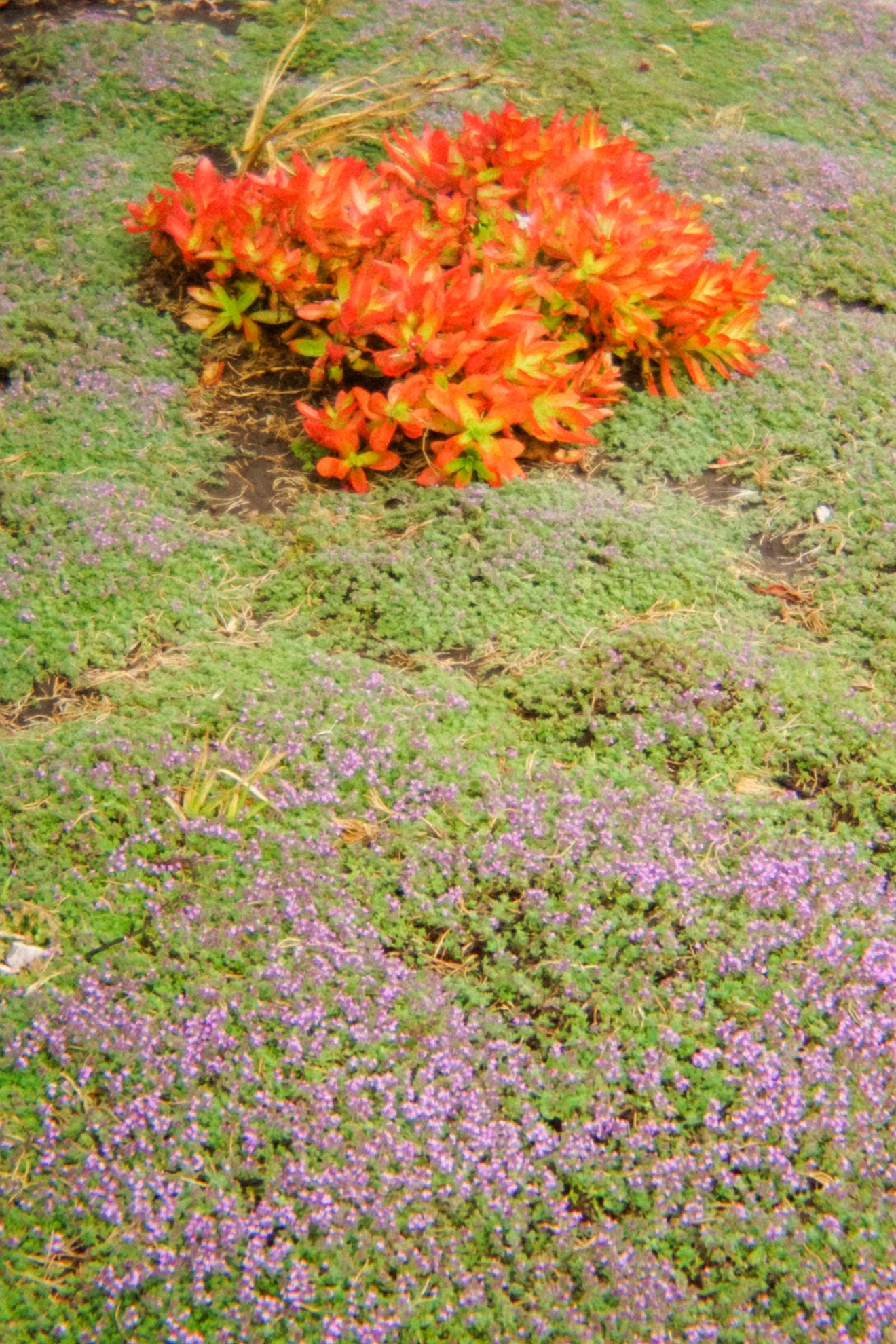 DSC08069.jpg