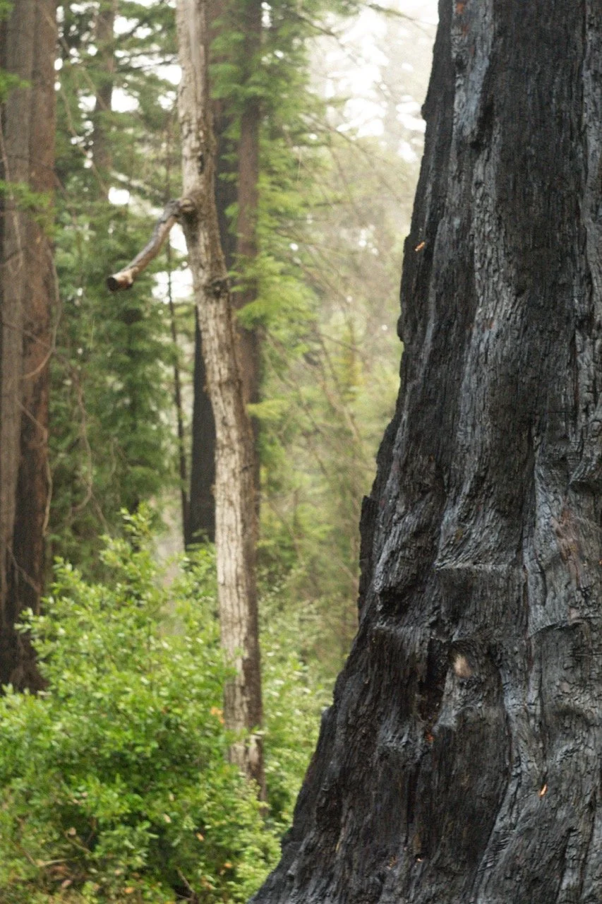 big_basin_edited-54 Large.jpeg