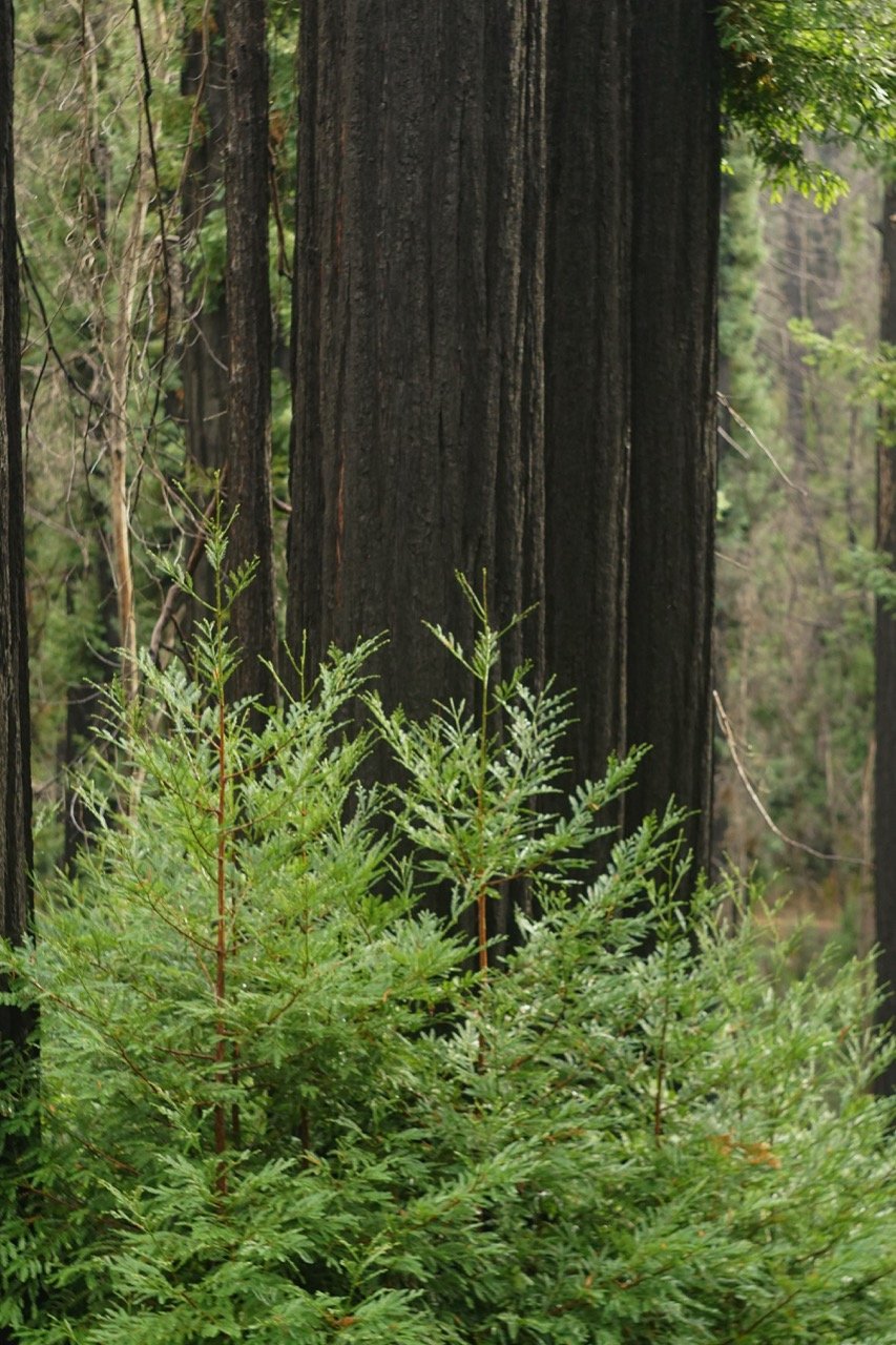 big_basin_edited-17 Large.jpeg