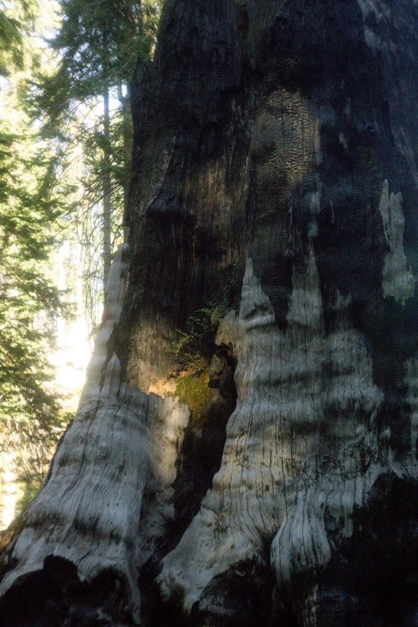 26 Sequoia-223 Large.jpeg