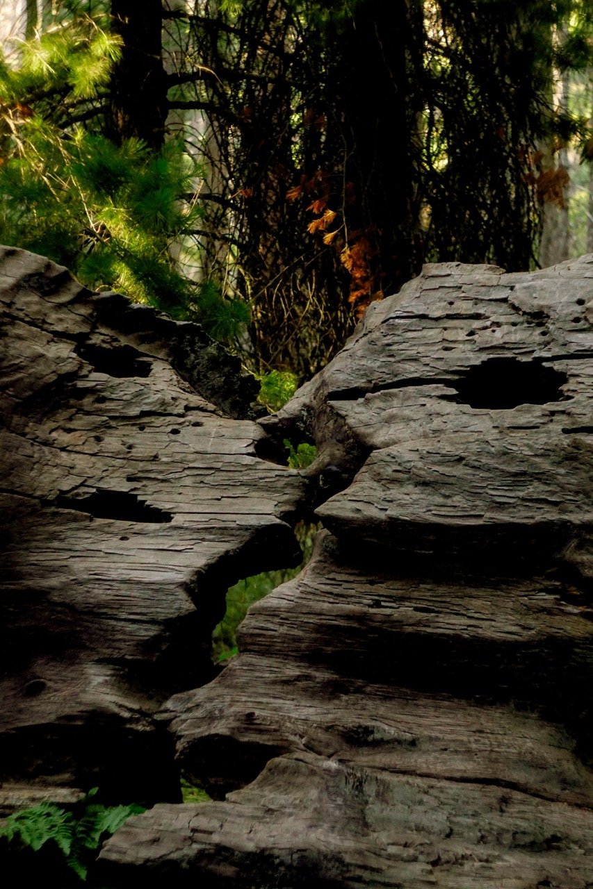 26 Sequoia-239 Large.jpeg