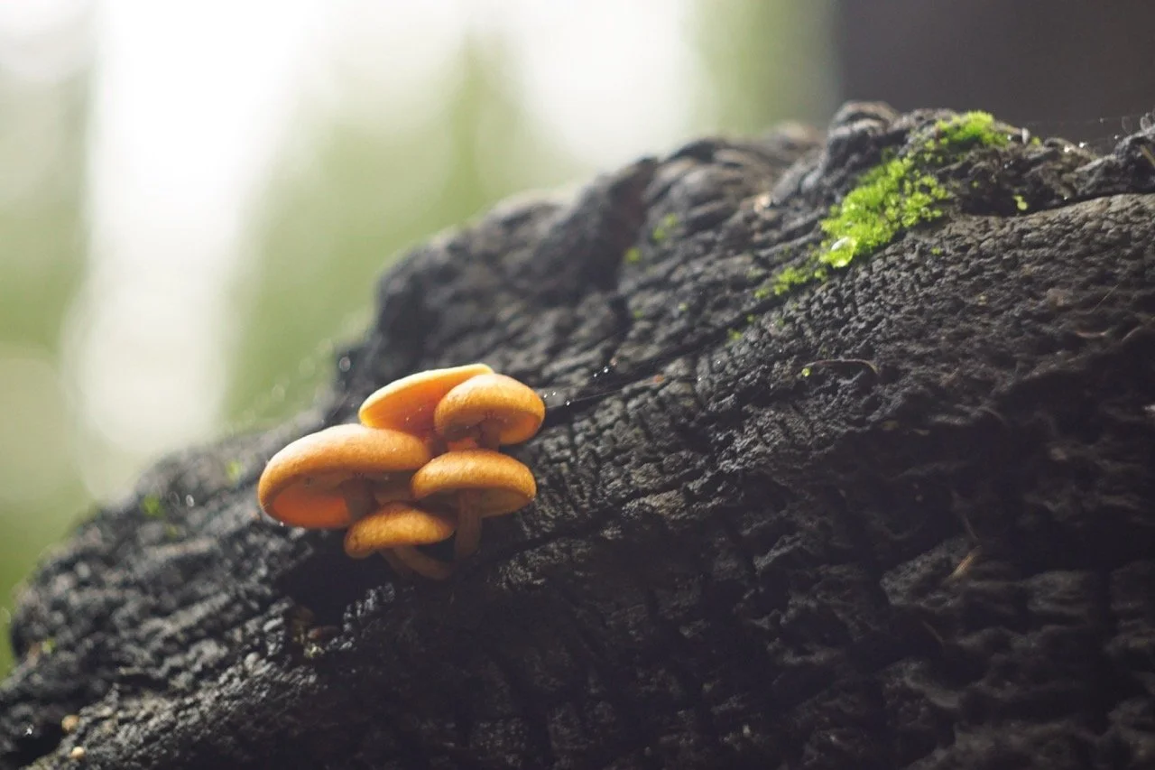 big_basin_edited-06 Large.jpeg