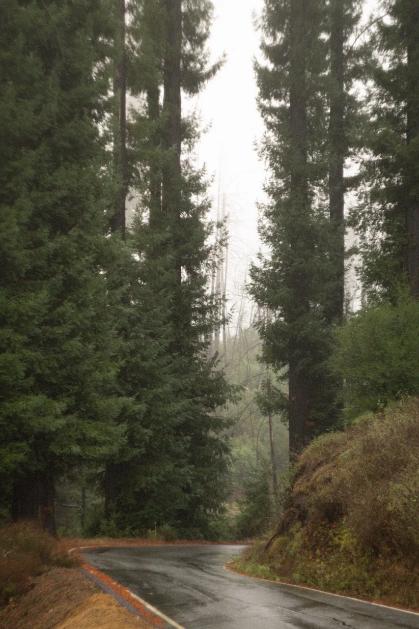 big_basin_edited-74 Large.jpeg