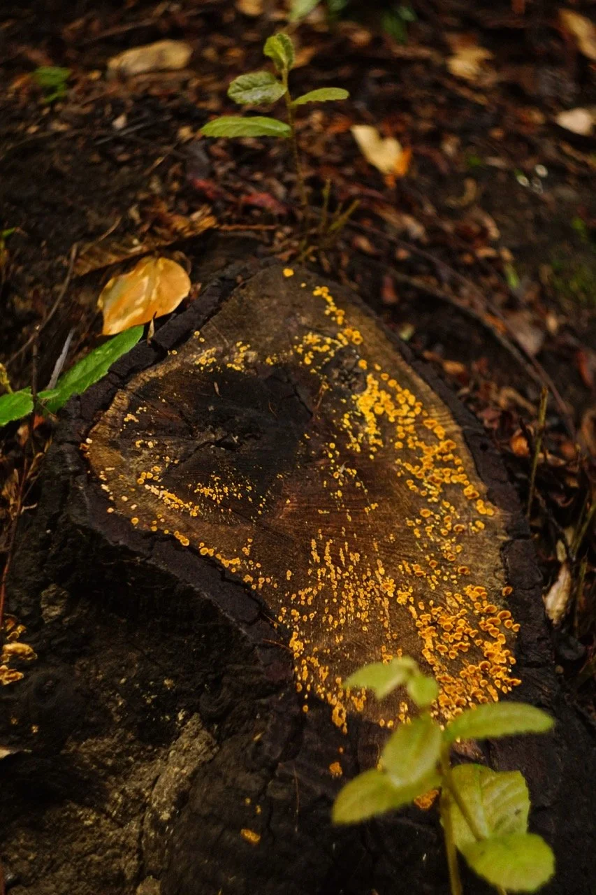 big_basin_edited-10 Large.jpeg