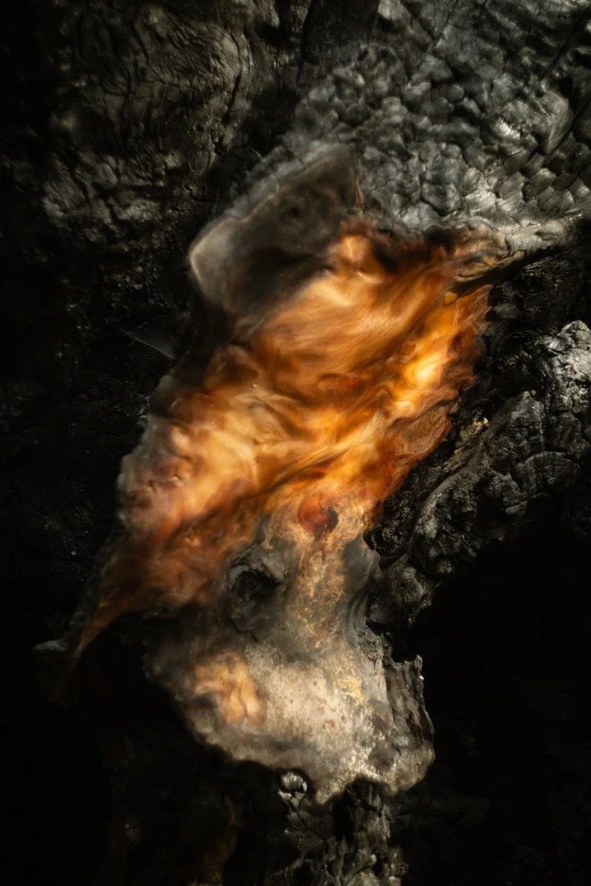 big_basin_edited-12 Large.jpeg