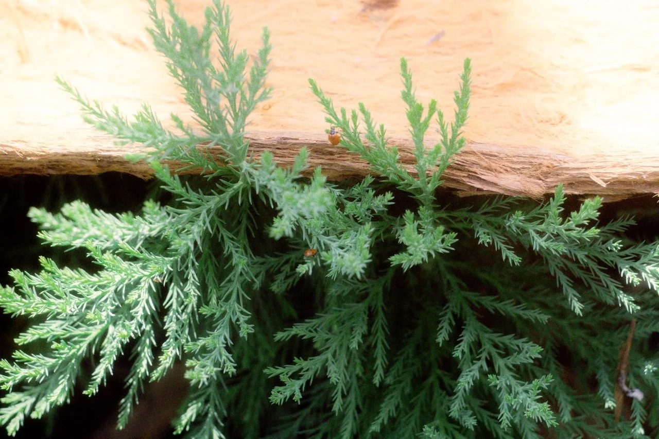 26 Sequoia-153 Large.jpeg