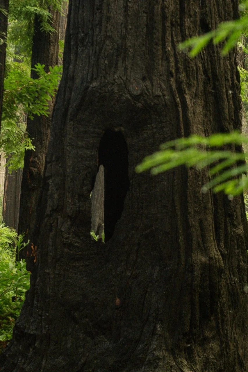 big_basin_edited-49 Large.jpeg