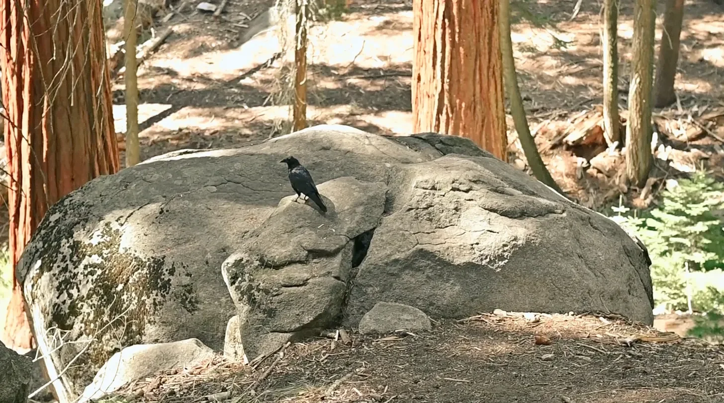 a raven sits on a large granite boulder near the Giant Sequoia trees