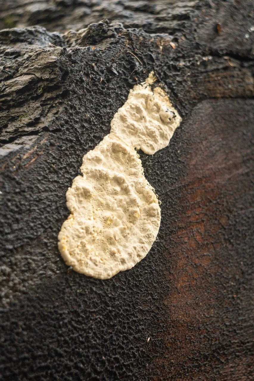 big_basin_edited-16 Large.jpeg