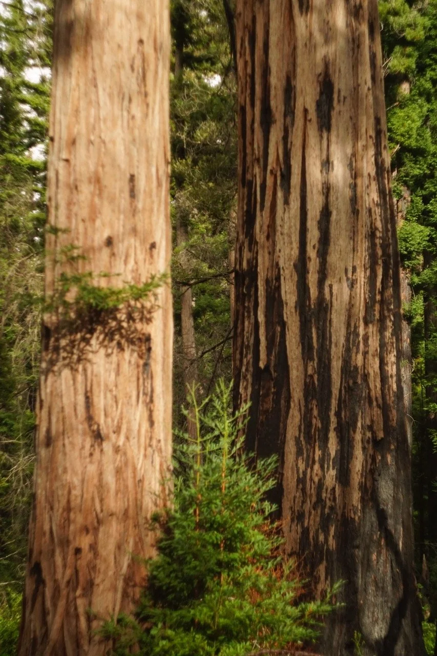 big_basin_edited-04 Large.jpeg