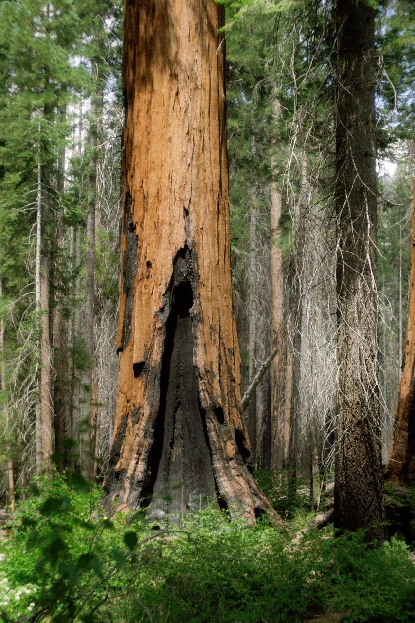 26 Sequoia-137 Large.jpeg